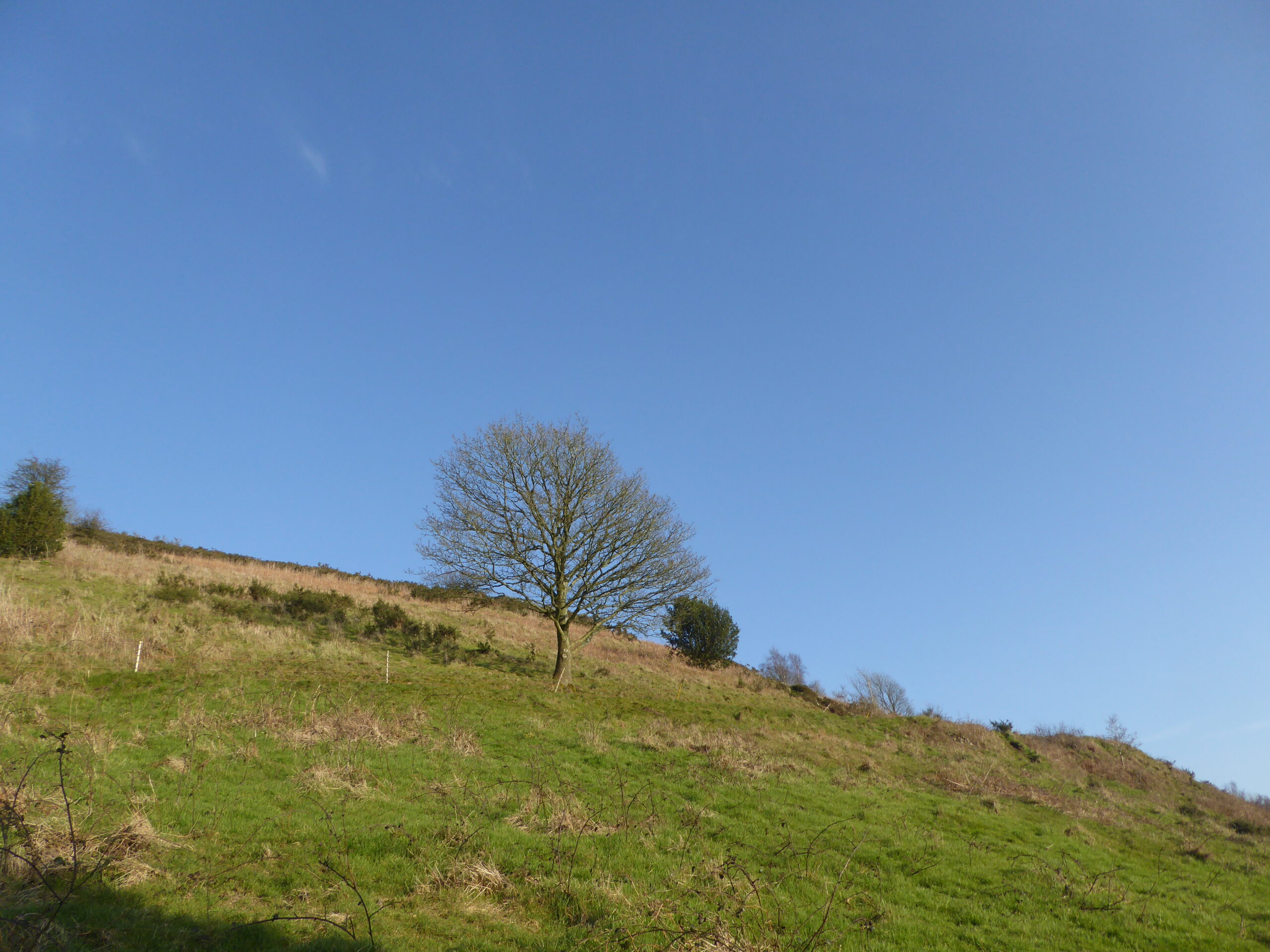 Malvern Walks